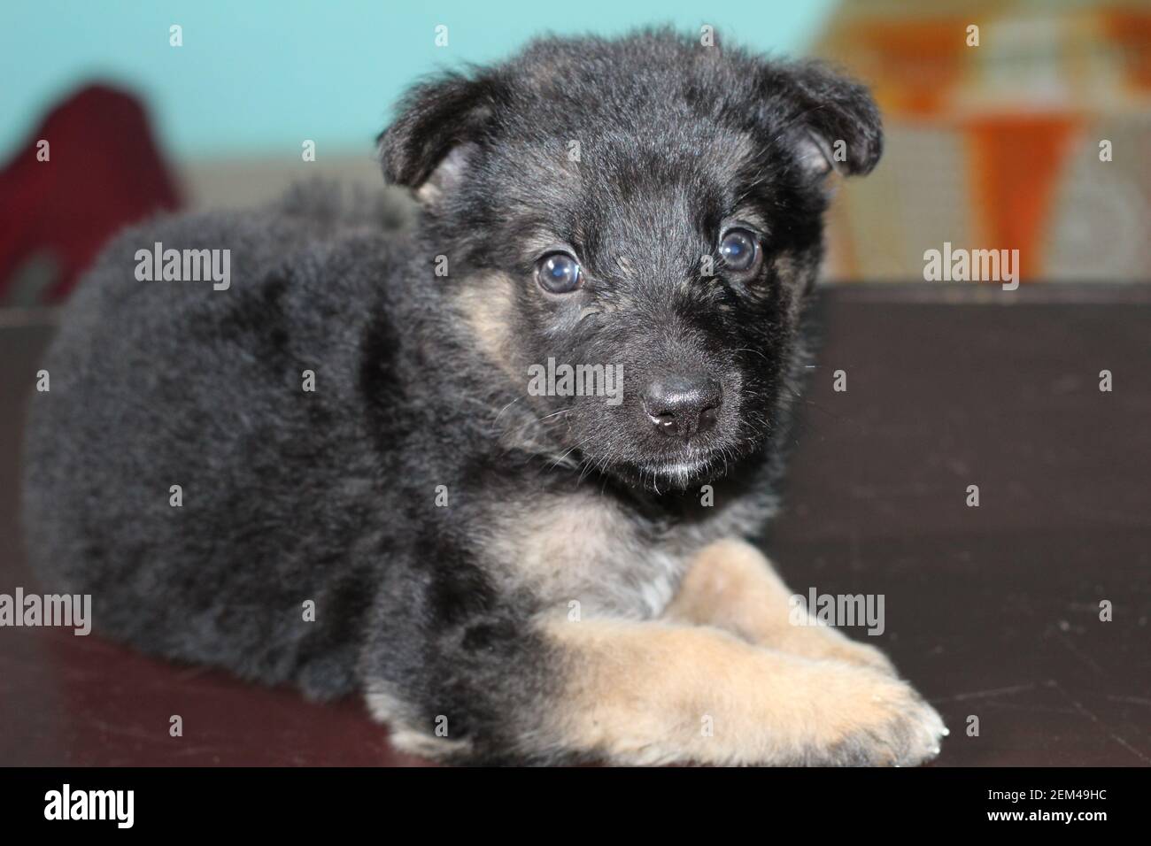 Carino piccolo cucciolo di pastore tedesco da vicino Foto Stock
