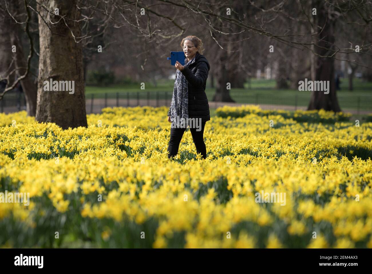 Una signora fotografa i narcisi nel St James's Park, Londra, con previsioni che prevedono 'i primi segni della primavera' saranno avvertiti in gran parte del Regno Unito nei prossimi giorni. Data immagine: Mercoledì 24 febbraio 2021. Foto Stock