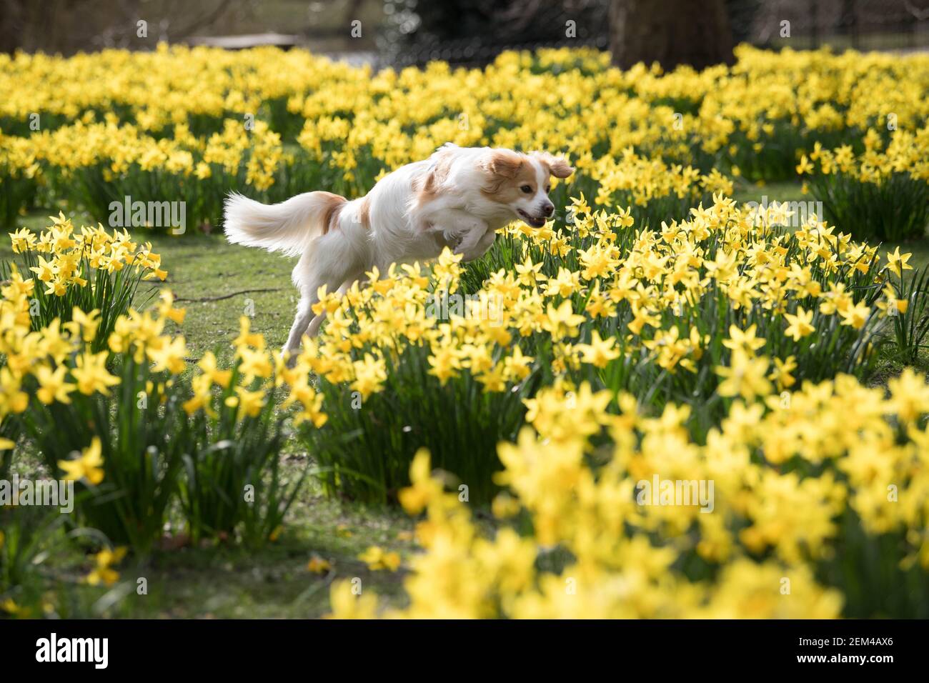 Un cane gioca nei narcisi di St James's Park, Londra, con previsioni che prevedono 'i primi segni di primavera' saranno avvertiti in gran parte del Regno Unito nei prossimi giorni. Data immagine: Mercoledì 24 febbraio 2021. Foto Stock