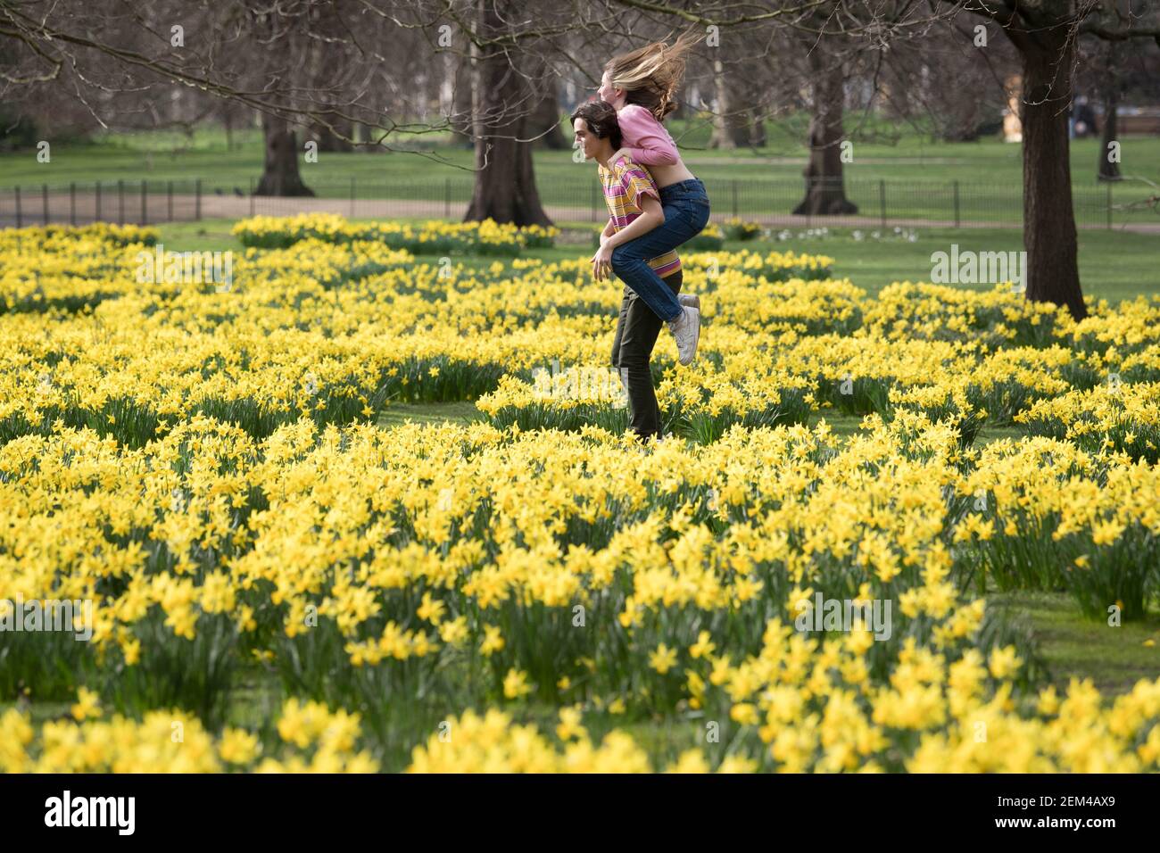 Una coppia tra le narcisi del St James's Park, Londra, con previsioni che prevedono 'i primi segni della primavera' si sentiranno in gran parte del Regno Unito nei prossimi giorni. Data immagine: Mercoledì 24 febbraio 2021. Foto Stock
