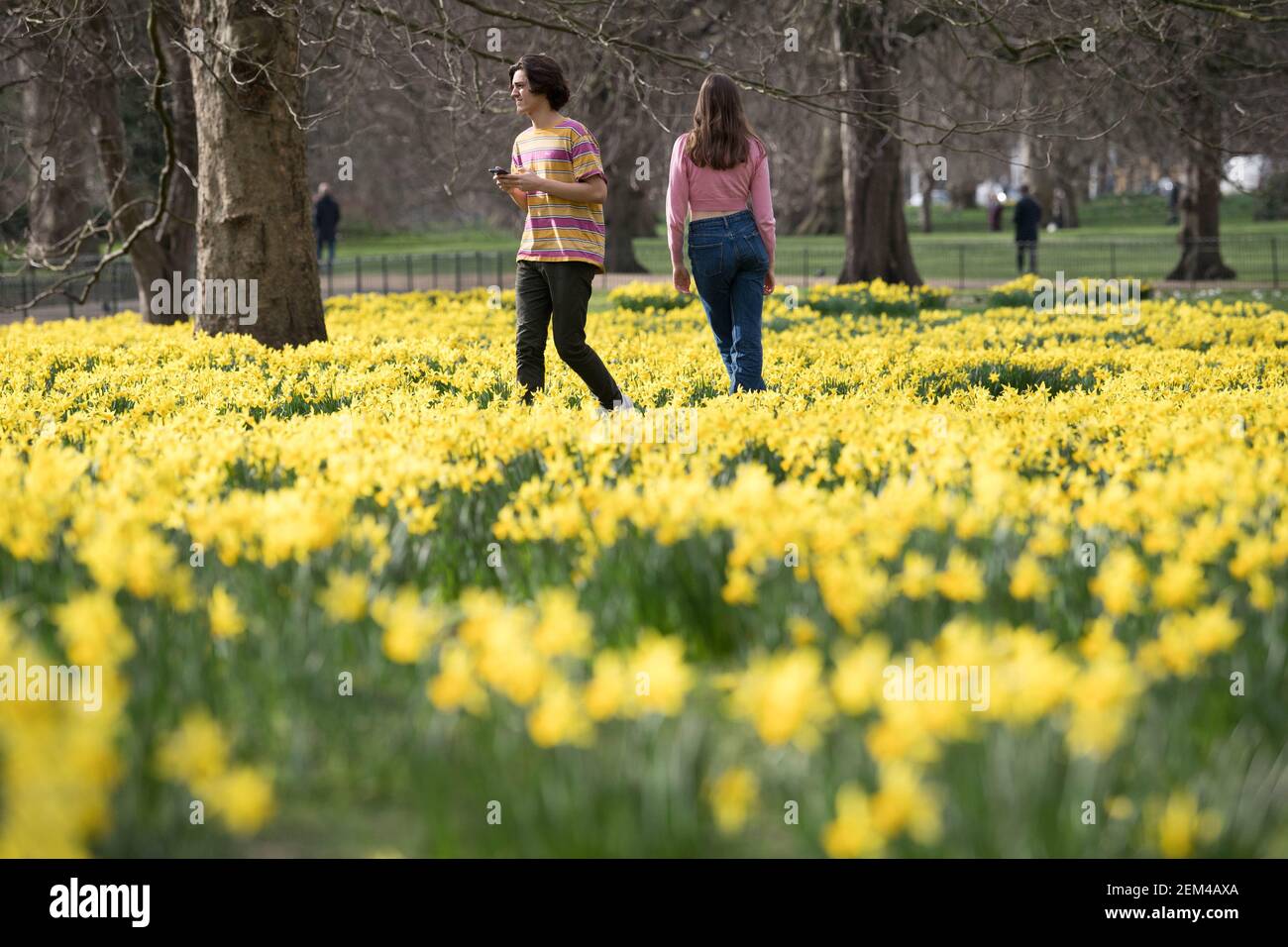 Una coppia tra le narcisi del St James's Park, Londra, con previsioni che prevedono 'i primi segni della primavera' si sentiranno in gran parte del Regno Unito nei prossimi giorni. Data immagine: Mercoledì 24 febbraio 2021. Foto Stock