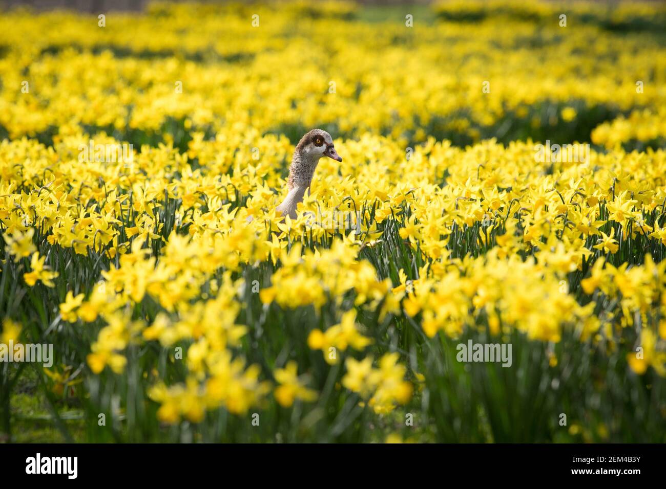 Un'oca egiziana cammina attraverso i narcisi nel St James's Park, Londra, con previsioni che prevedono 'i primi segni di primavera' saranno avvertiti in gran parte del Regno Unito nei prossimi giorni. Data immagine: Mercoledì 24 febbraio 2021. Foto Stock