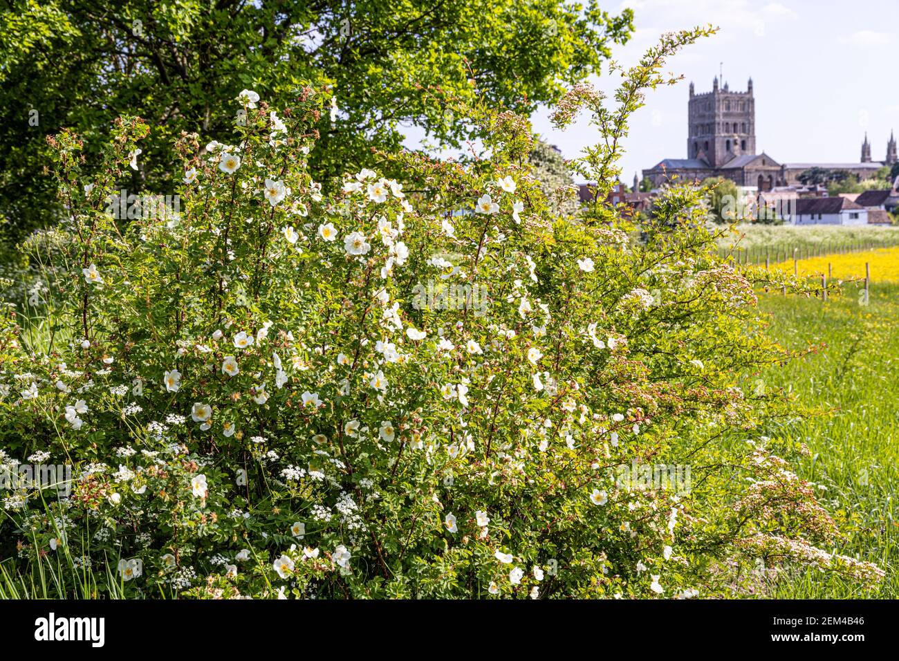 Una rosa bianca selvaggia fiorisce a Tewkesbury, Gloucestershire UK - Tewkesbury Abbey è sullo sfondo Foto Stock