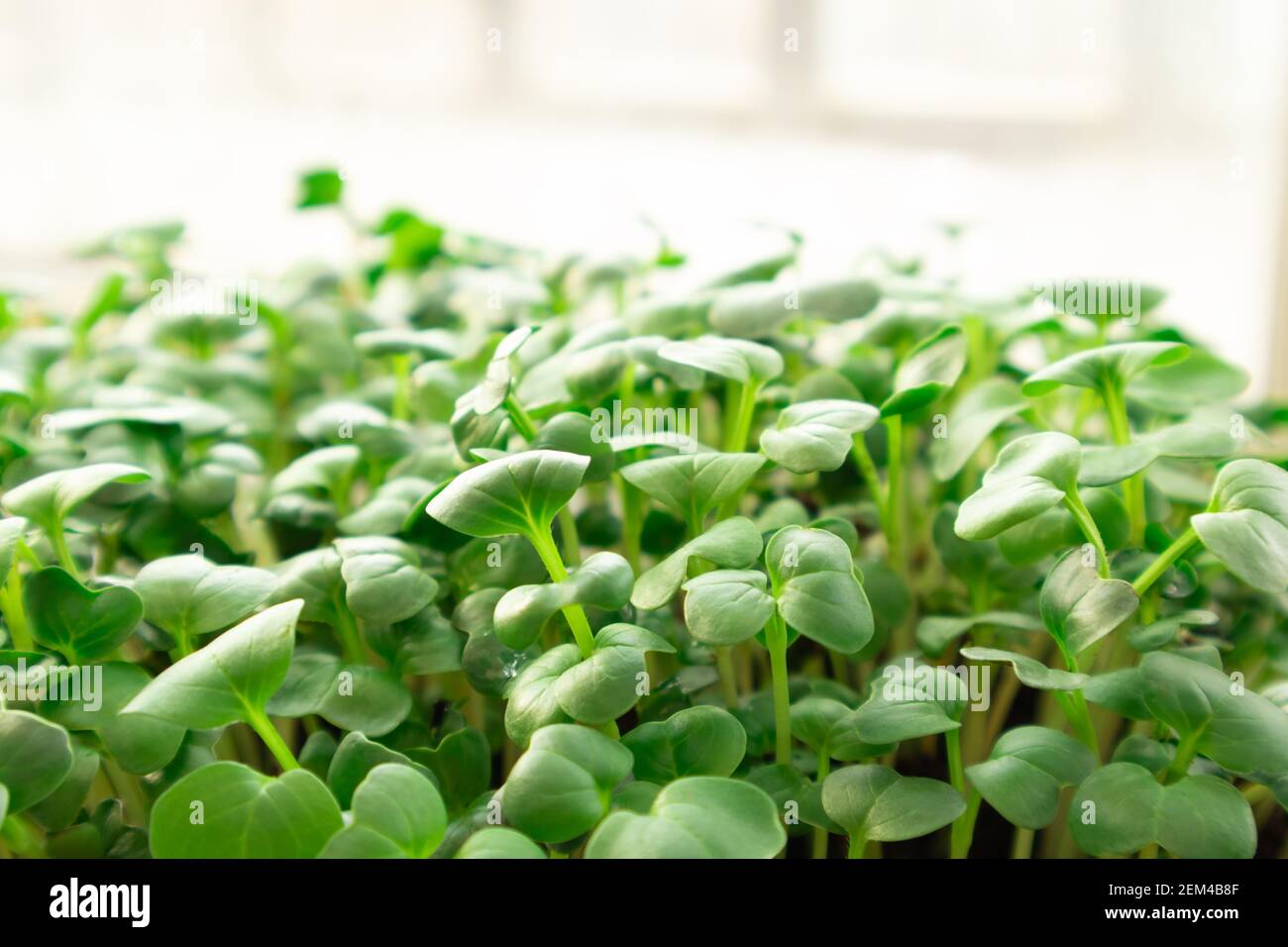 Micro verde ravanelli che cresce in scatola. Stile di vita sano Foto Stock
