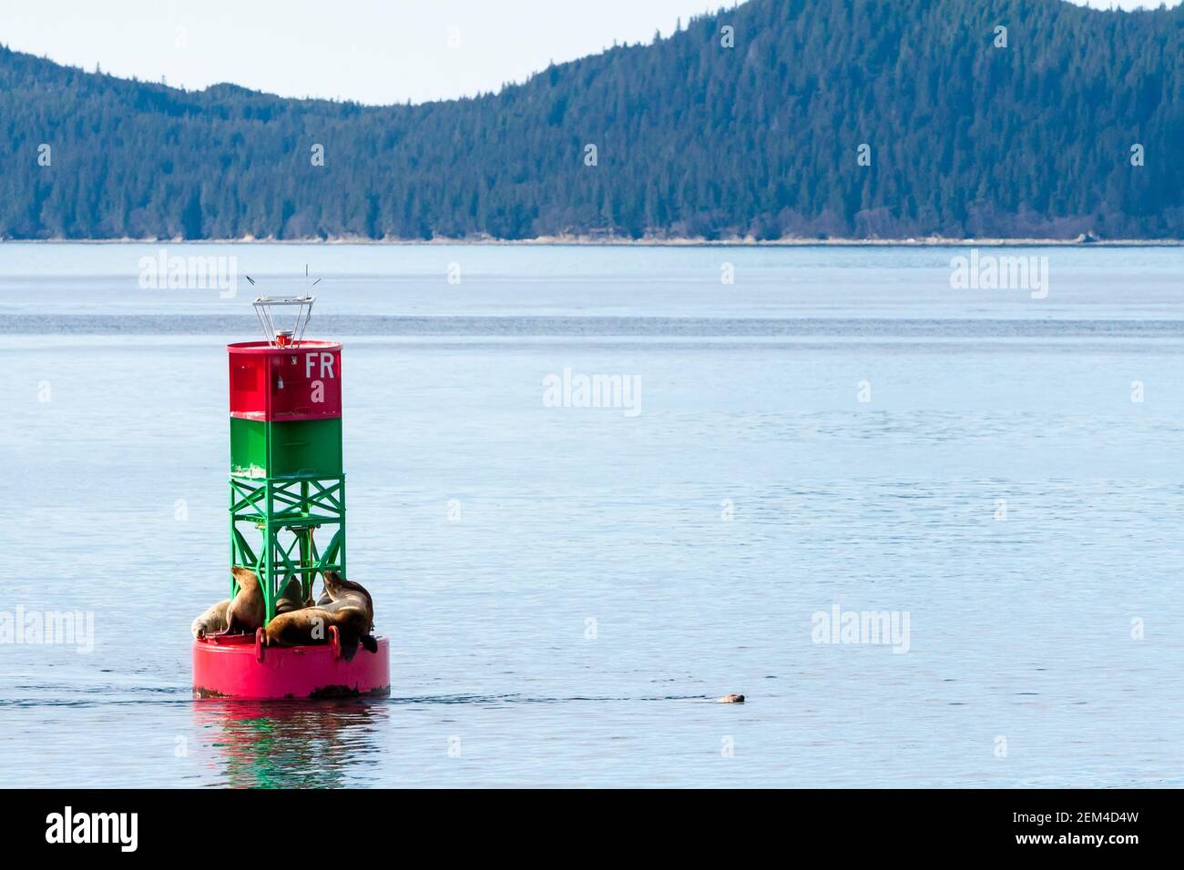 Un gruppo di leoni marini Steller (Eumetopias jubatus) Riposando su una boa di navigazione al largo della costa dell'Alaska Foto Stock