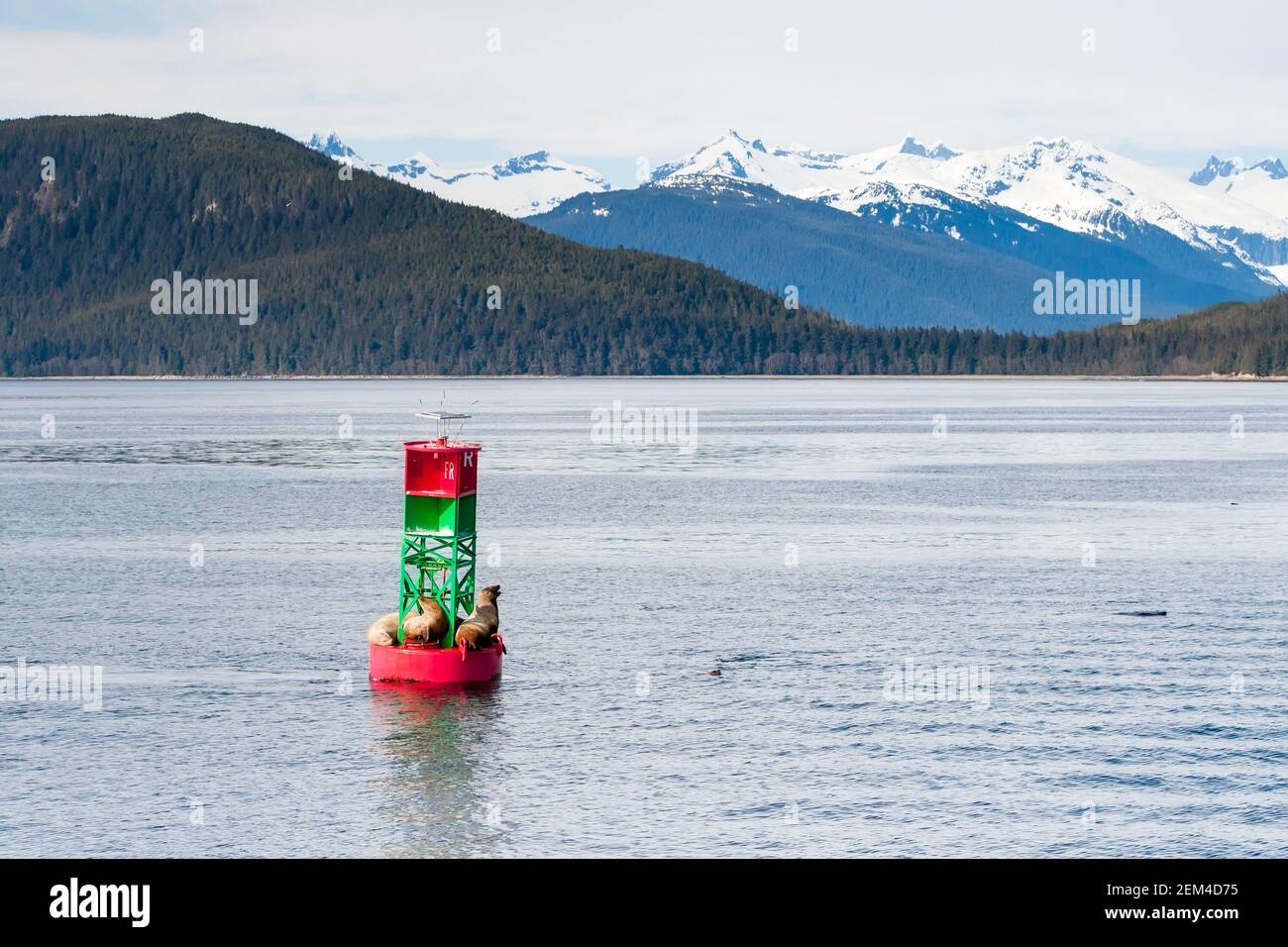 Un gruppo di leoni marini Steller (Eumetopias jubatus) che riposano su una boa di navigazione al largo della costa dell'Alaska, con montagne innevate sullo sfondo Foto Stock