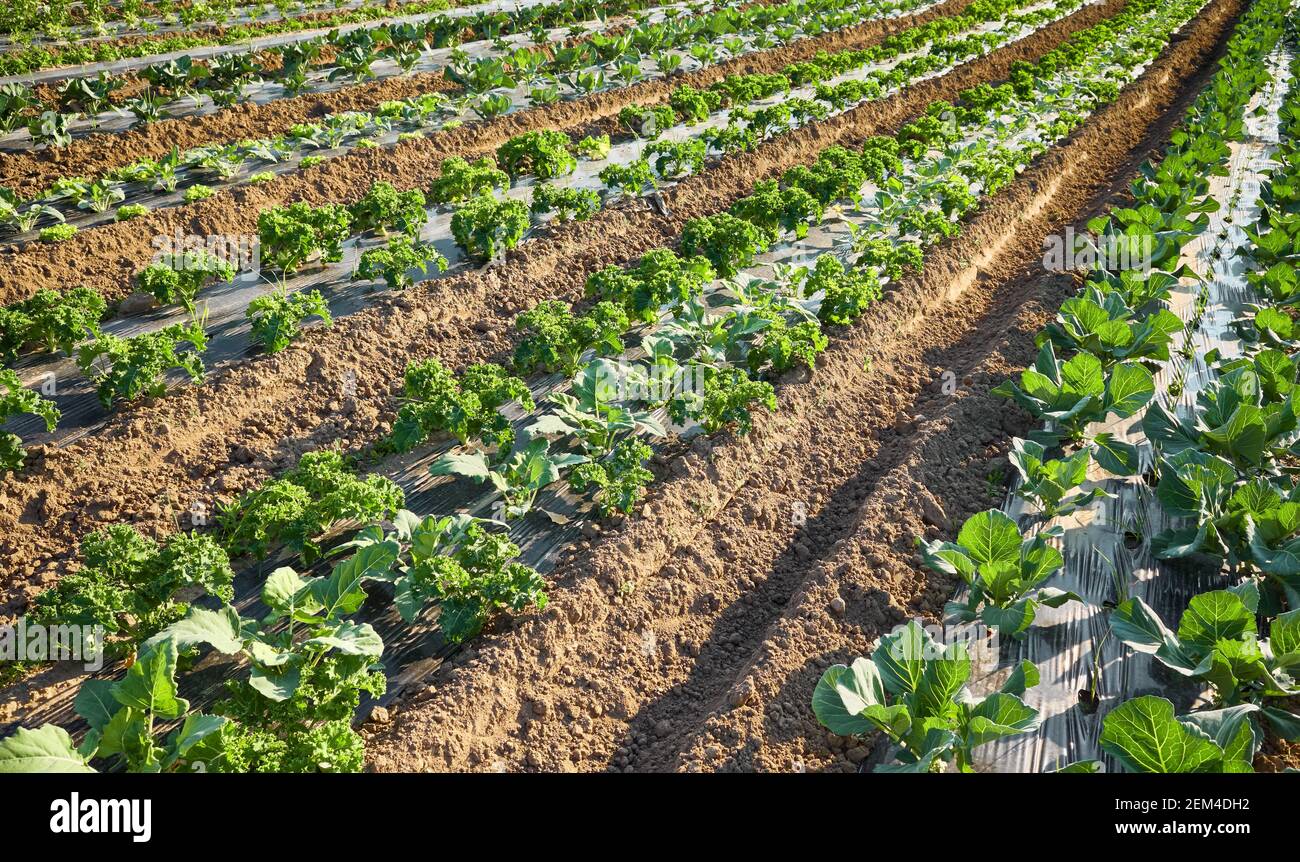 Azienda agricola biologica campo con patch ricoperti di plastica strame usato per sopprimere le erbacce e conservare l'acqua. Foto Stock