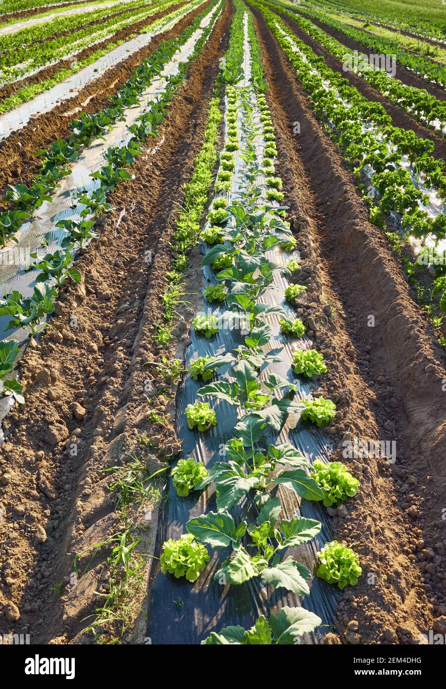 Azienda agricola biologica campo con patch ricoperti di plastica strame usato per sopprimere le erbacce e conservare l'acqua. Foto Stock