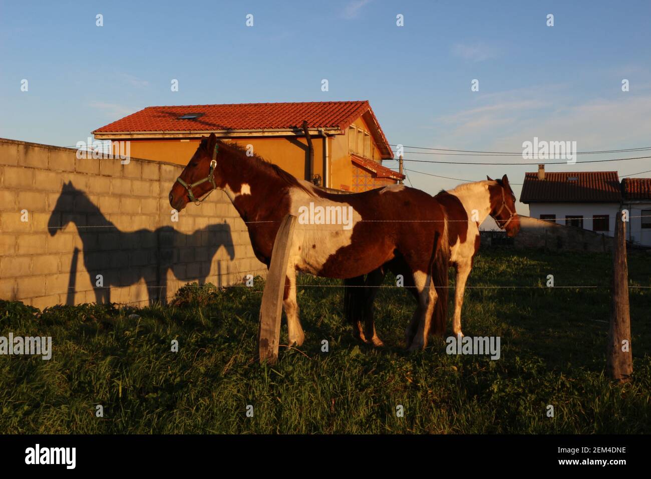 Due cavalli pinto castani e bianchi in un piccolo campo erboso Santander Cantabria Spagna sole invernale al mattino presto e cavalli Uniti ombra su un muro Foto Stock
