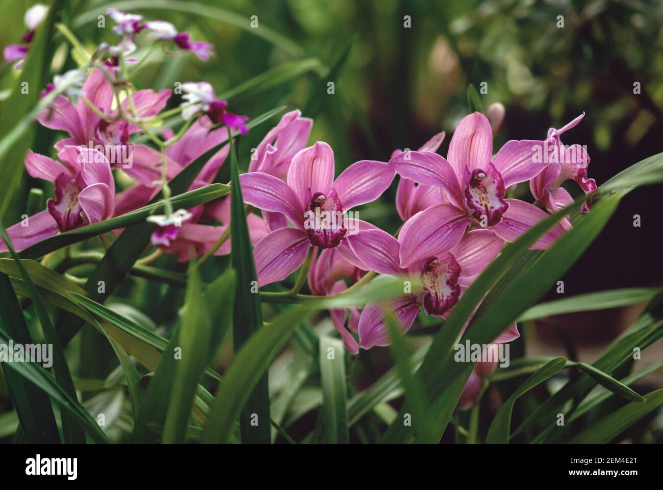 Orchidee che fioriscono nel giardino, rosa Cimbidio o Boat-orchidea fiori contro foglie verdi Foto Stock