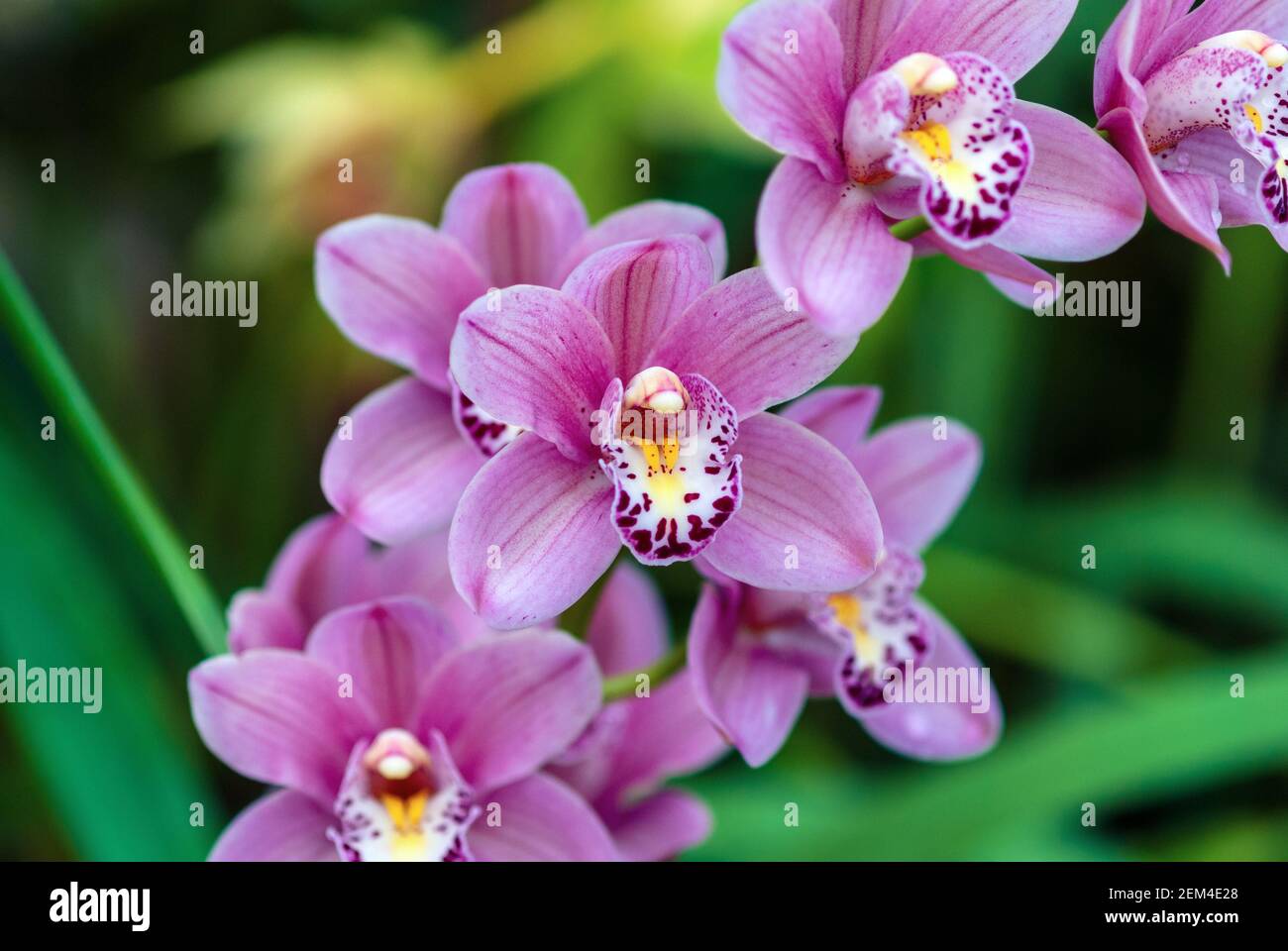 Barca orchidea fiore Spike con fiori rosa, primo piano Foto Stock