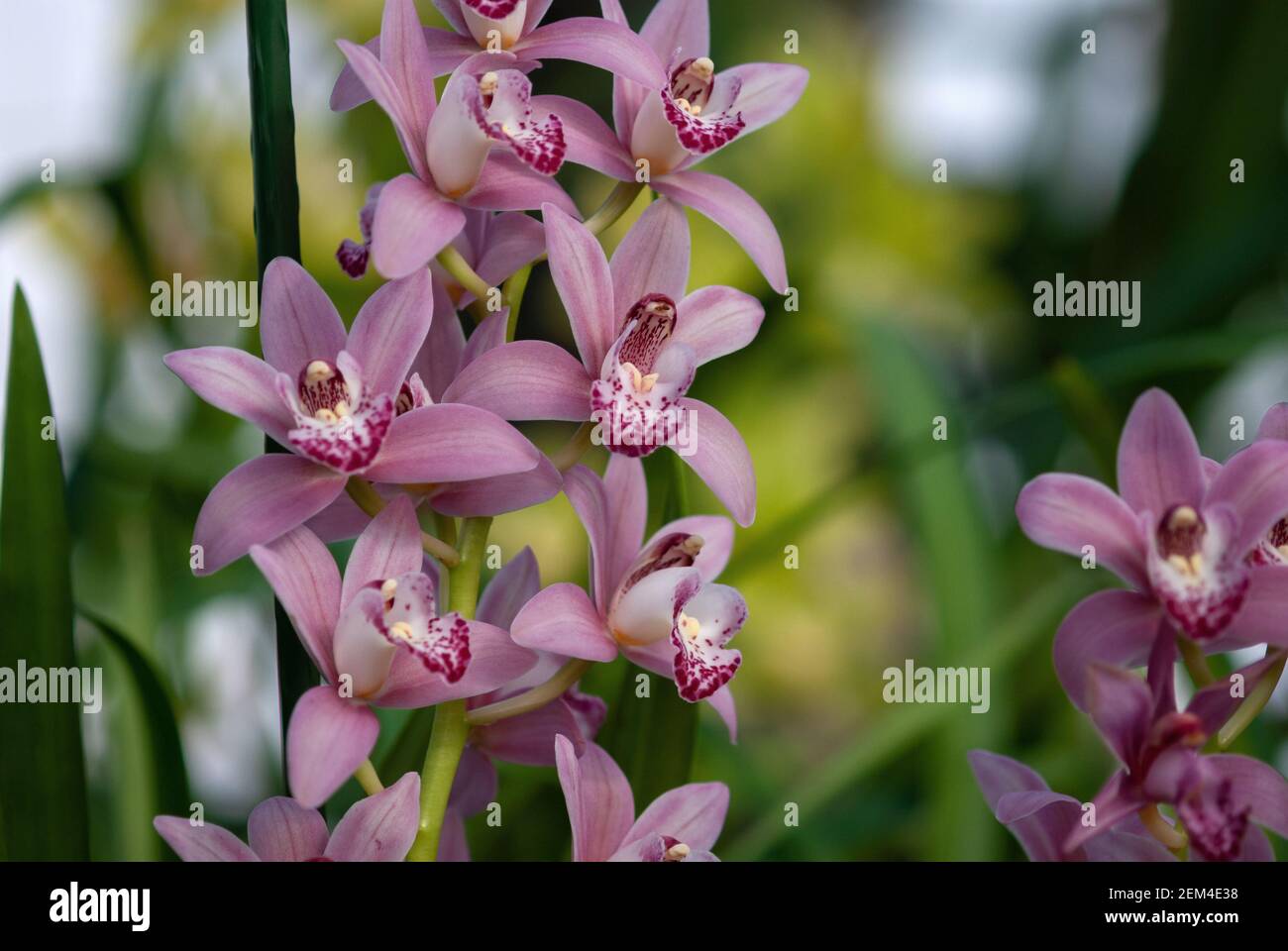 Orchidee rosa (Cimbidio o orchidea barca) contro giardino botanico sfocato, foto di stock Foto Stock
