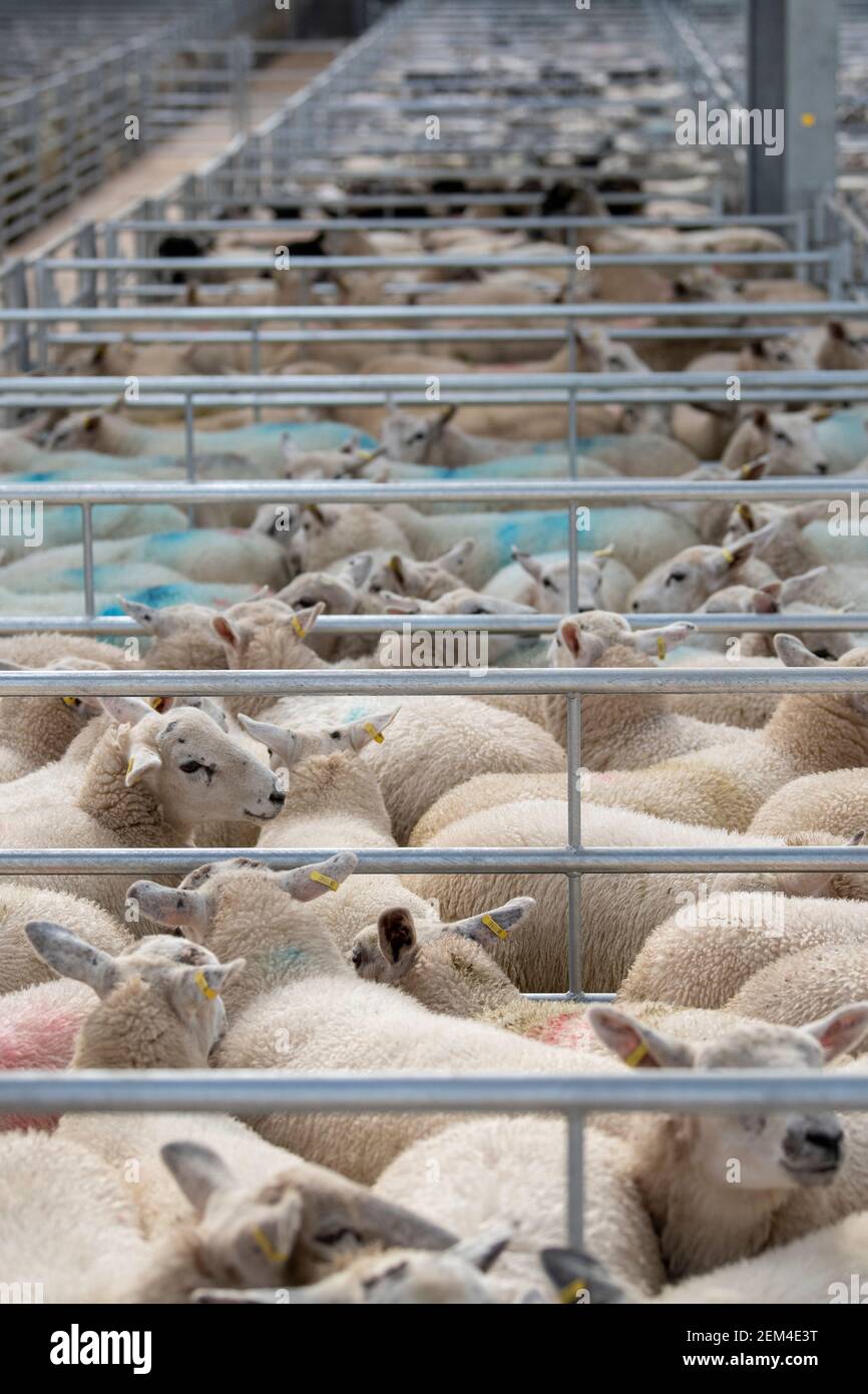 Penne piene di pecore di allevamento ad un mercato di asta di bestiame sale.Darlington, Regno Unito Foto Stock