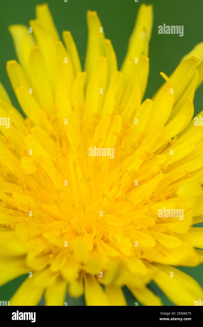 Dandelion, Cowichan Valley, Vancouver Island, British Columbia, Canada Foto Stock