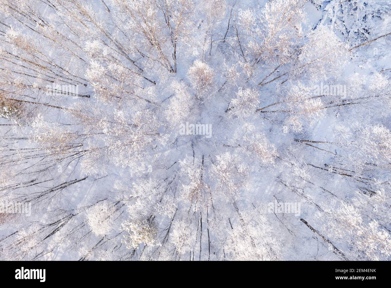Vista aerea dall'alto della foresta invernale ricoperta di neve bianca. Paesaggio astratto Foto Stock
