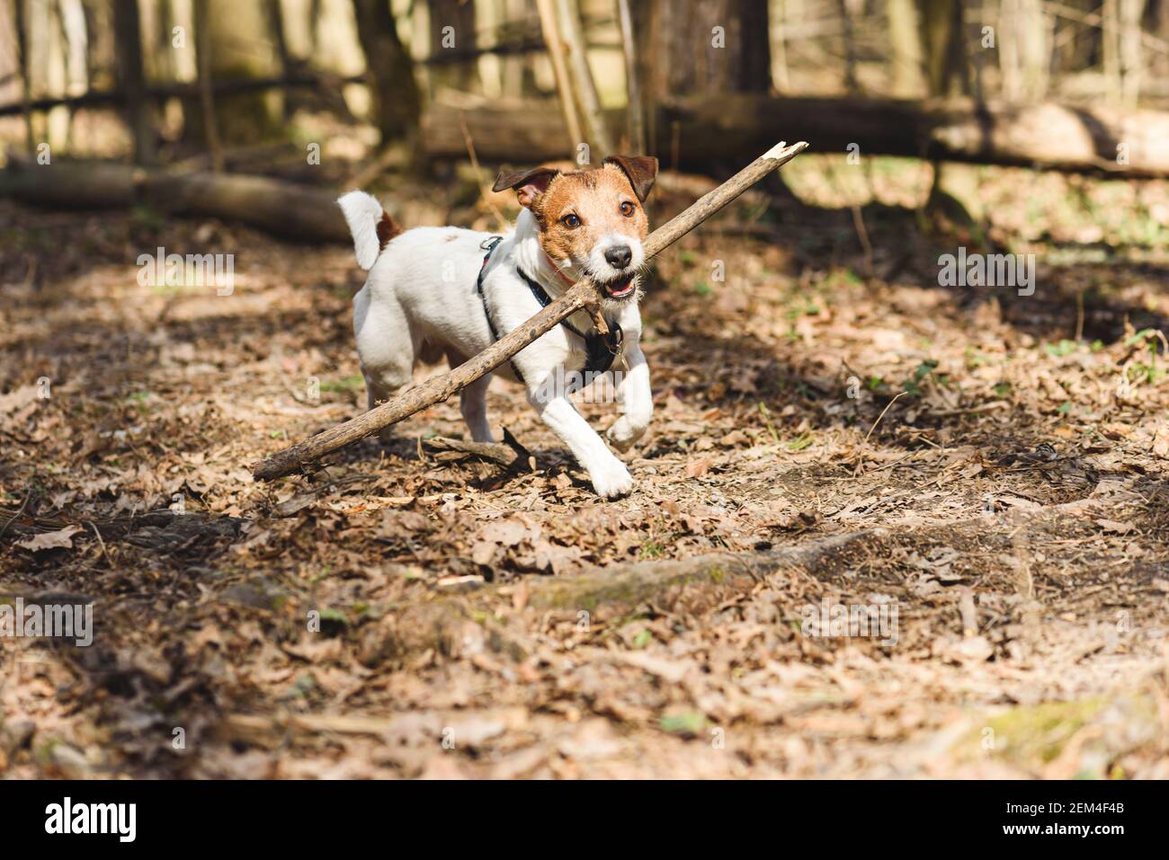 Cane che gioca fetch con bastone di legno nella foresta di primavera su giorno caldo e soleggiato Foto Stock