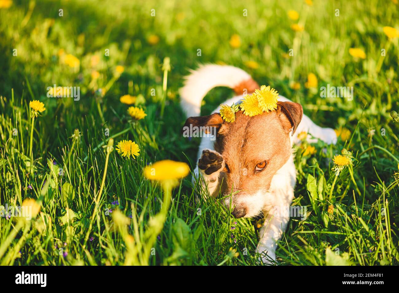 Concetto di stagione allergico con il cane che strofina il suo occhio da polline di fiori Foto Stock