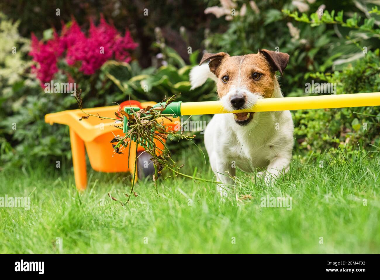 Concetto di pulizia della molla del giardino con la pulizia del cane dal vecchio piante cortile prato con rastrello Foto Stock