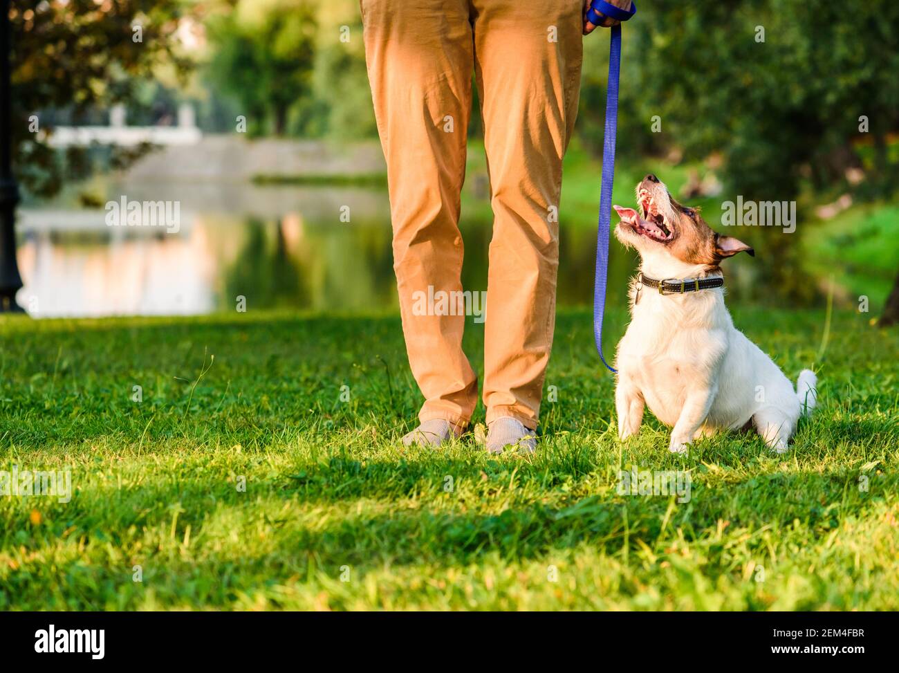 Proprietario del cane all'addestramento di obbedienza dell'animale domestico nella manipolazione del parco Jack Russell Terrier a piedi su guinzaglio sciolto Foto Stock