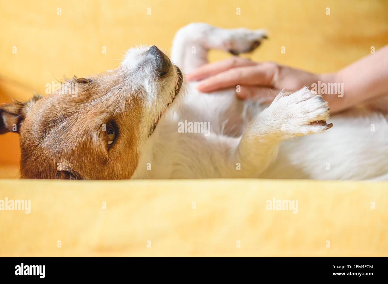 Cura per il concetto di animale domestico con i colpi della donna e i massaggi domestici pancia del cane sul divano Foto Stock