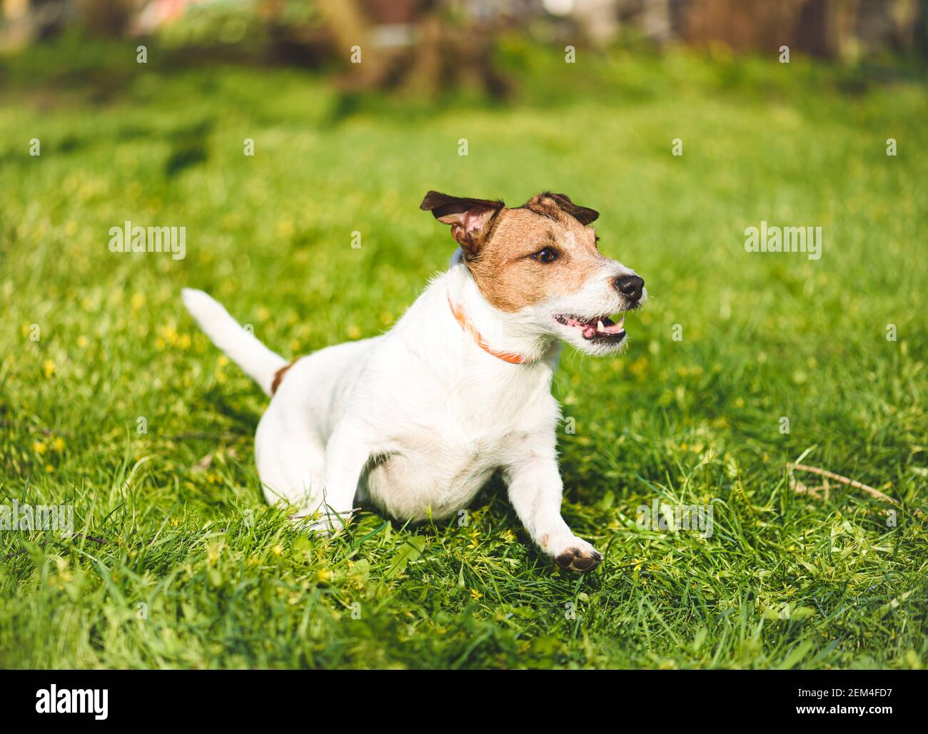 Felice cane attivo che indossa il collare per anti zecca e pulci trattamento correre e giocare in erba fresca di primavera al sole giorno Foto Stock