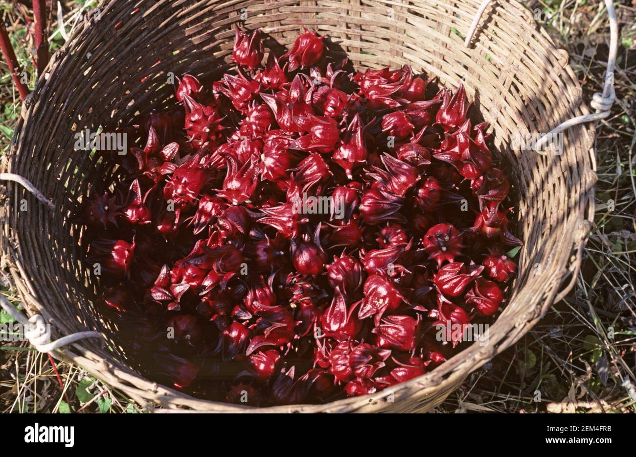 Frutti di okra rossa o roselle (Hibiscus sabdariffa) raccolti utilizzati in medicina, pasticceria e tè, Thailandia Foto Stock