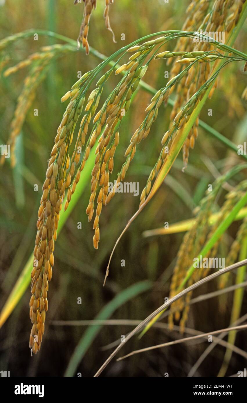Piante di riso mature immagini e fotografie stock ad alta risoluzione -  Alamy