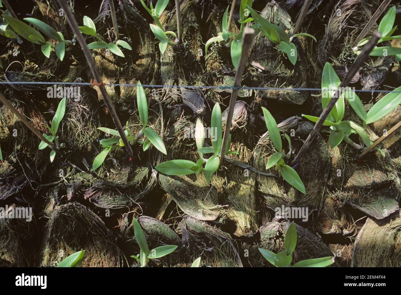 Orchidee epifitiche Dendrobium allevate in conchiglie di cocco in un vivaio per essere venduti per appendere su alberi e in case, Thailandia Foto Stock