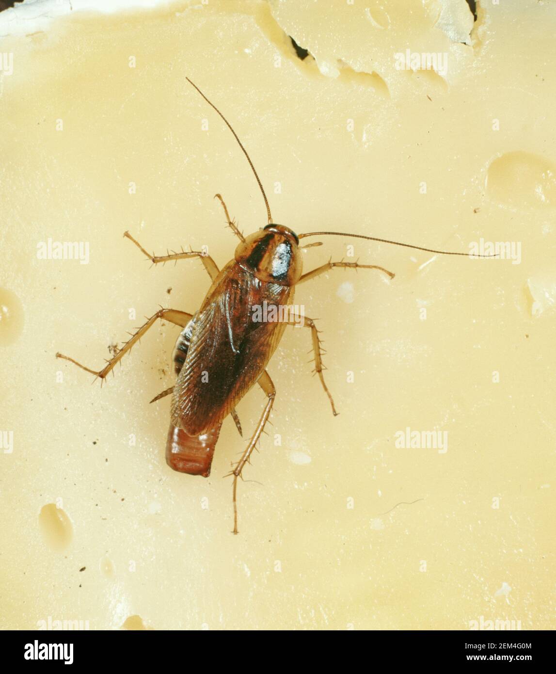 Scarafaggio tedesco (Blattella germanica) femmina gravida con ovulo (ootecae) salute pubblica e cucina pest sul formaggio Foto Stock