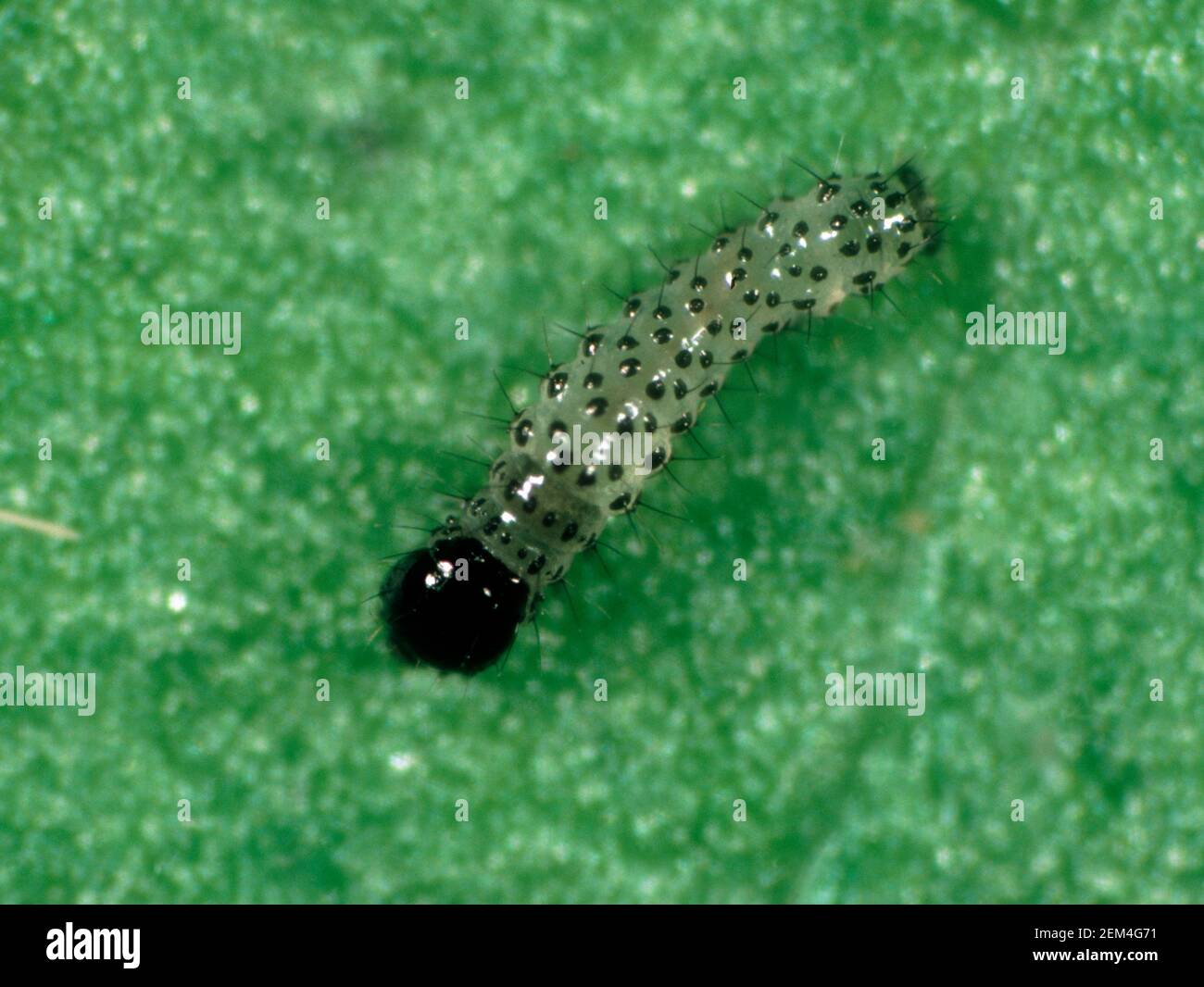 Bullworm in cotone, verme di mais o verme di vecchio mondo (Helicoverpa armigera), un vecchio istar caterpillar su una foglia Foto Stock