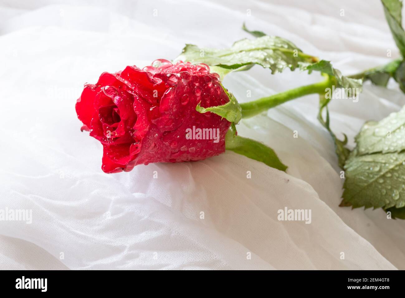 Red rose con le goccioline di acqua - sfondo bianco Foto Stock