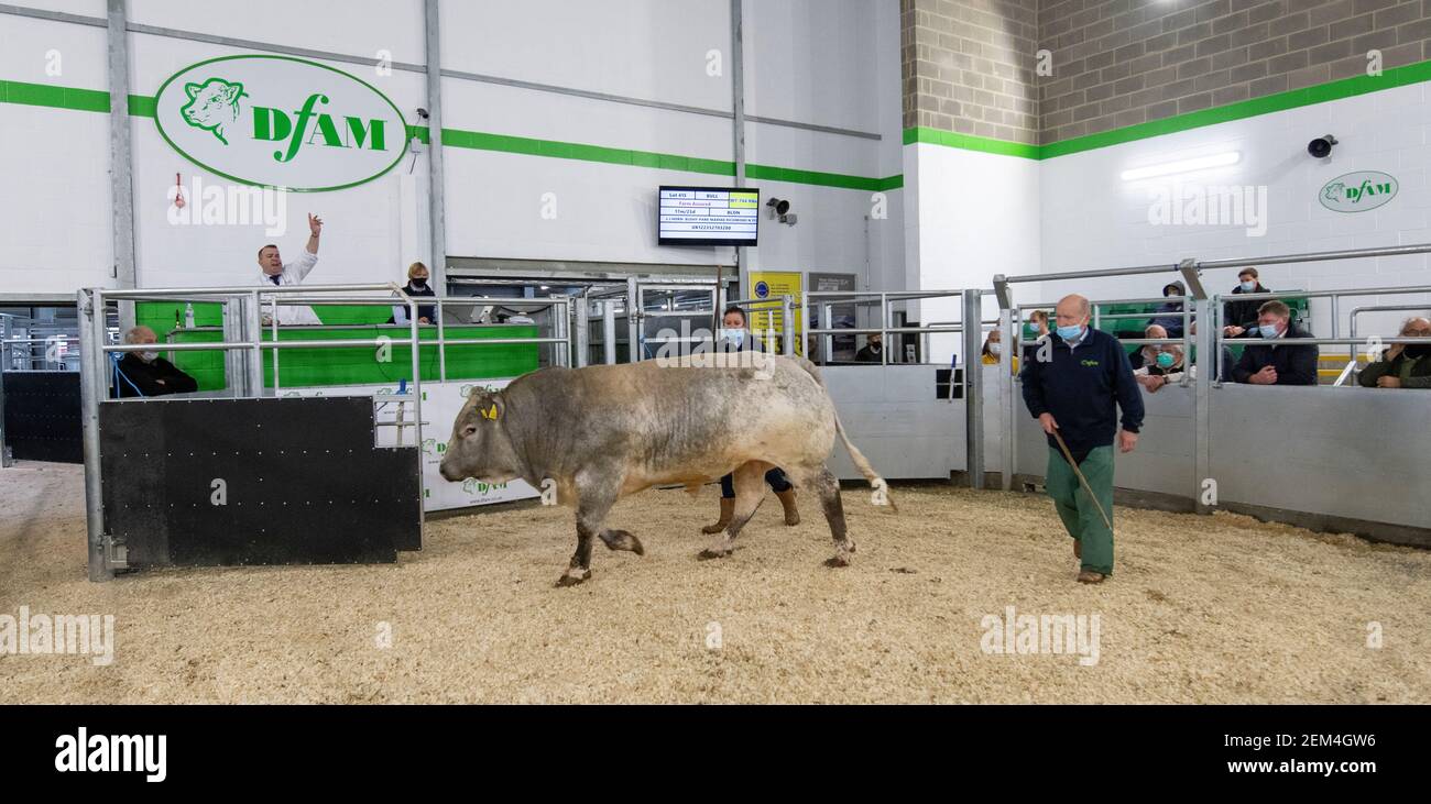 Tori di grasso che sono venduti per carne ad un'asta di bestiame Mart, contea Durham, Regno Unito. Foto Stock