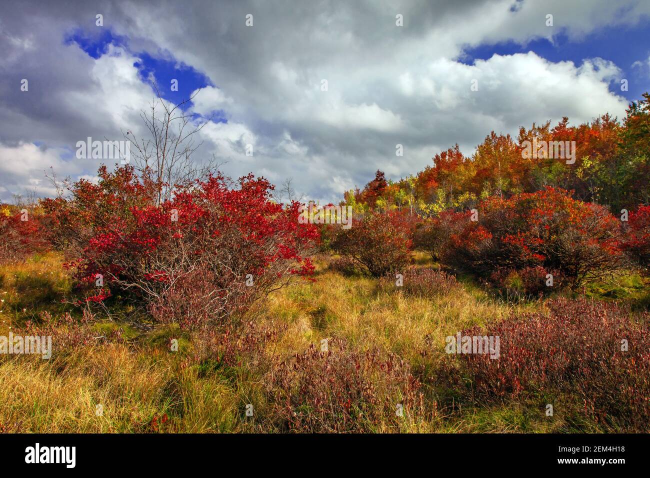 Una torbiera settentrionale in cui il mirtillo di Highbush è la pianta dominante delle Pocono Mountains della Pennsylvania. Foto Stock