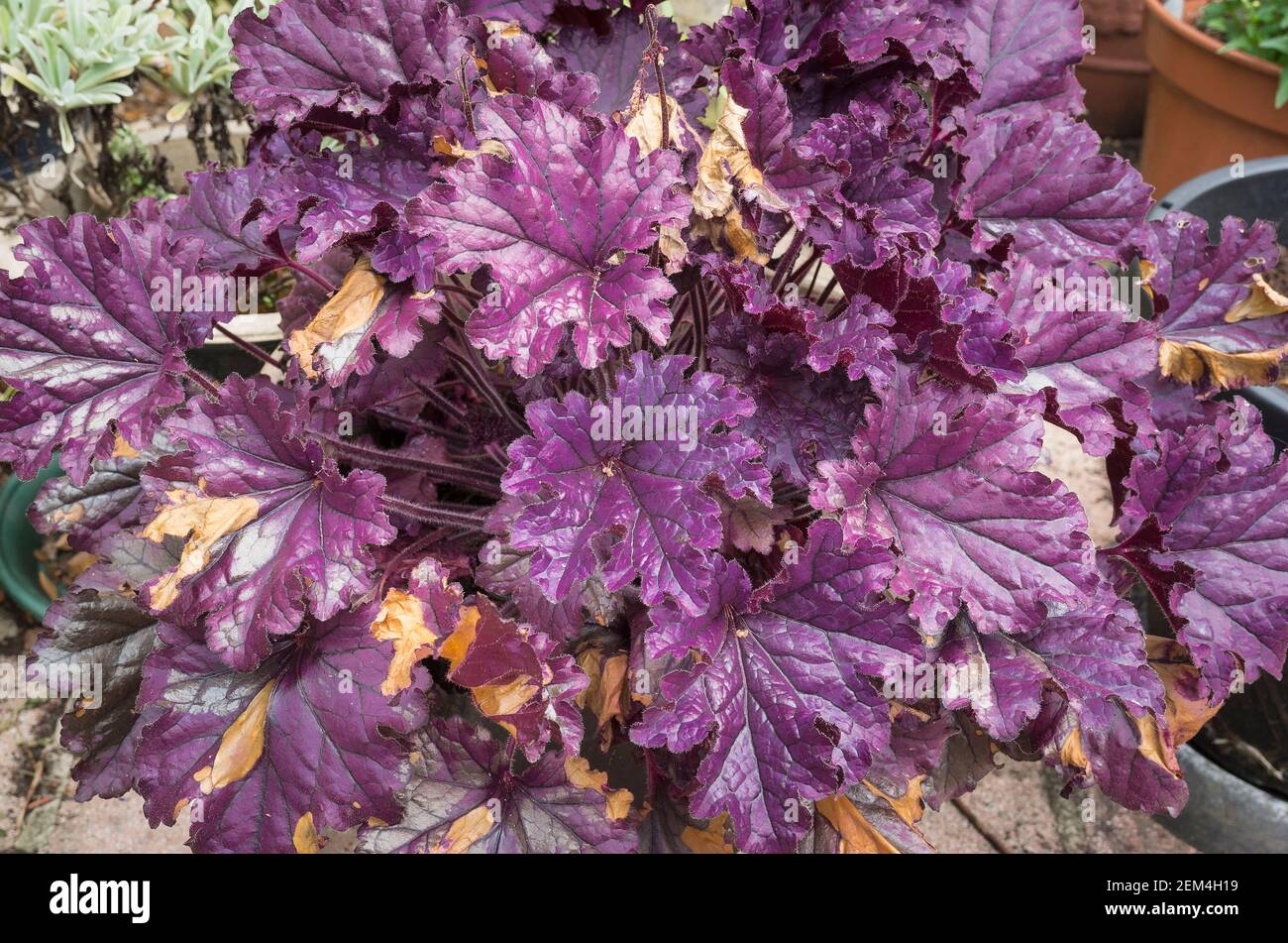 Giustamente chiamato Heuchera Forever viola mostrando foglie bruciate in anticipo estate Foto Stock