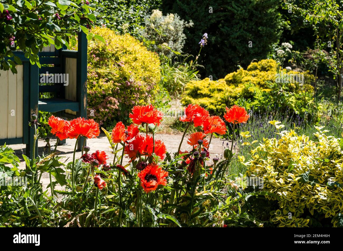 I papaveri rossi luminosi e accattivanti di Papaver orientale Turkenlouis in crescita Un misto erbaceo letto in un giardino inglese nel mese di giugno Foto Stock