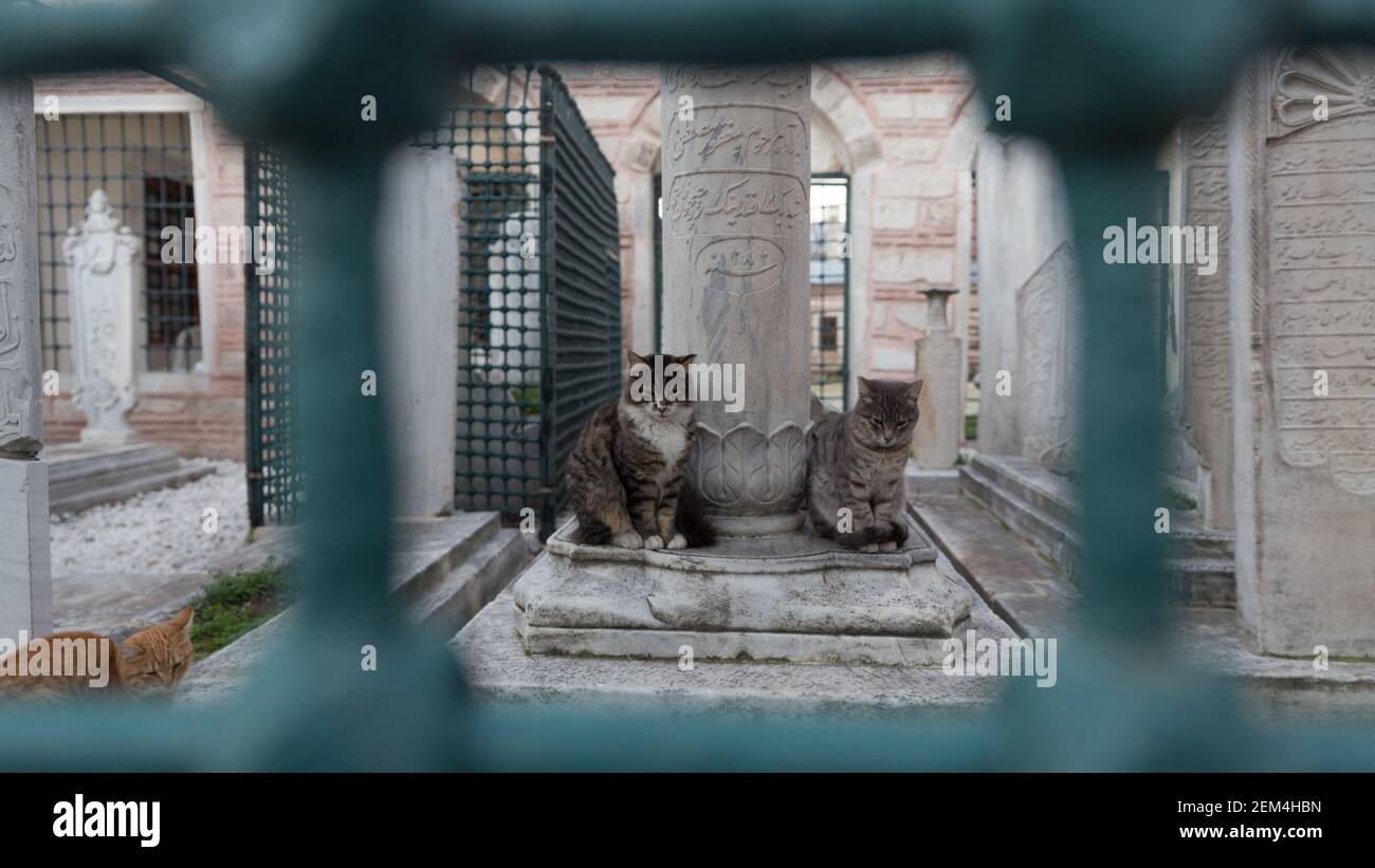 Telefoto di due gatti randagi in una storica tomba ottomana, seduta da una lapide di marmo, incorniciata da barre di ferro turchesi. Foto Stock