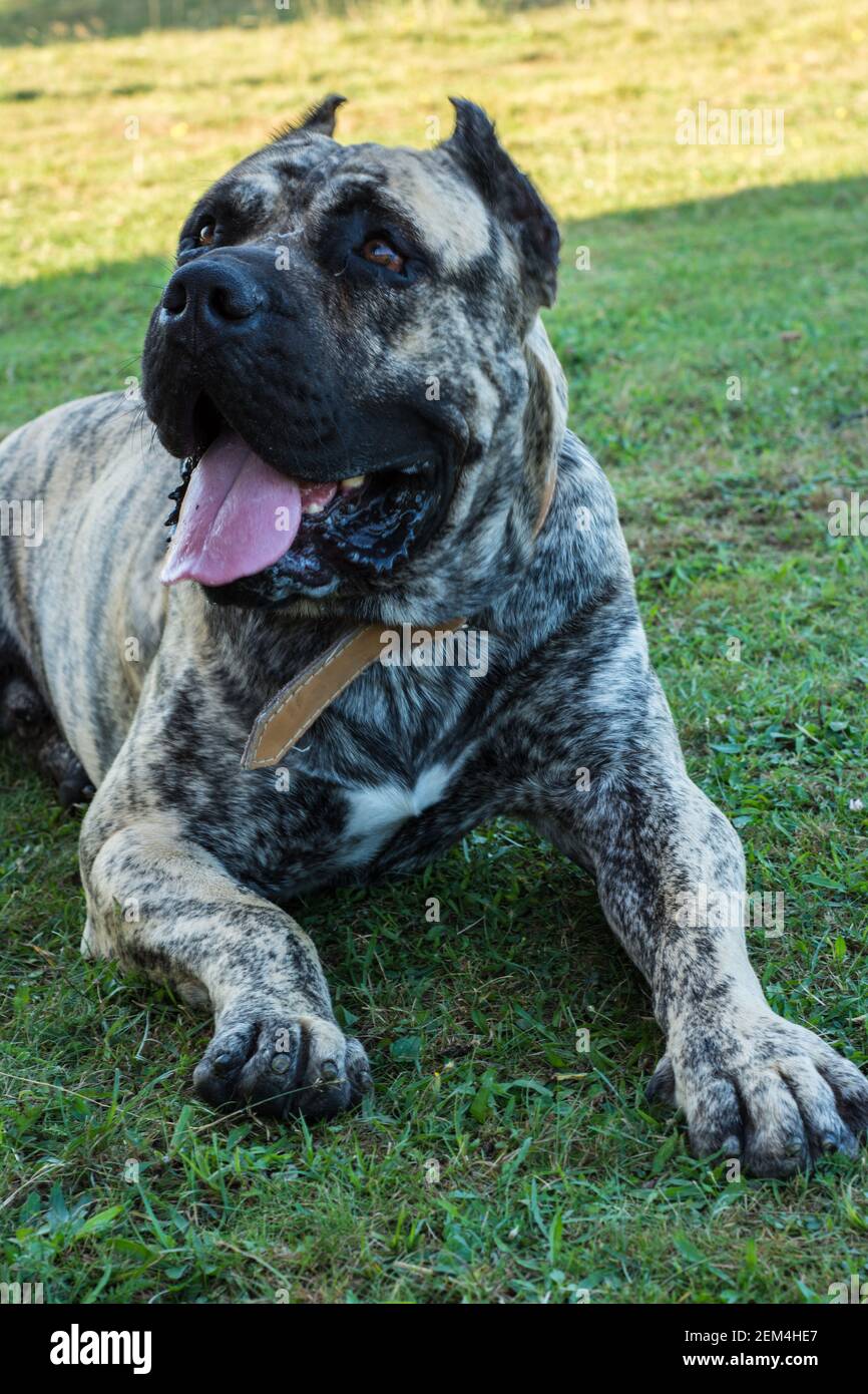 Dogo Canario in bellissimo parco esterno Foto Stock