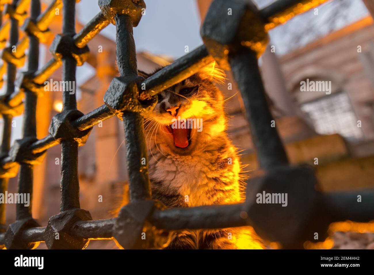Ritratto di un gatto vagabro che brandisce a guardia di uno storico cimitero ottomano nella vecchia Istanbul. Foto Stock