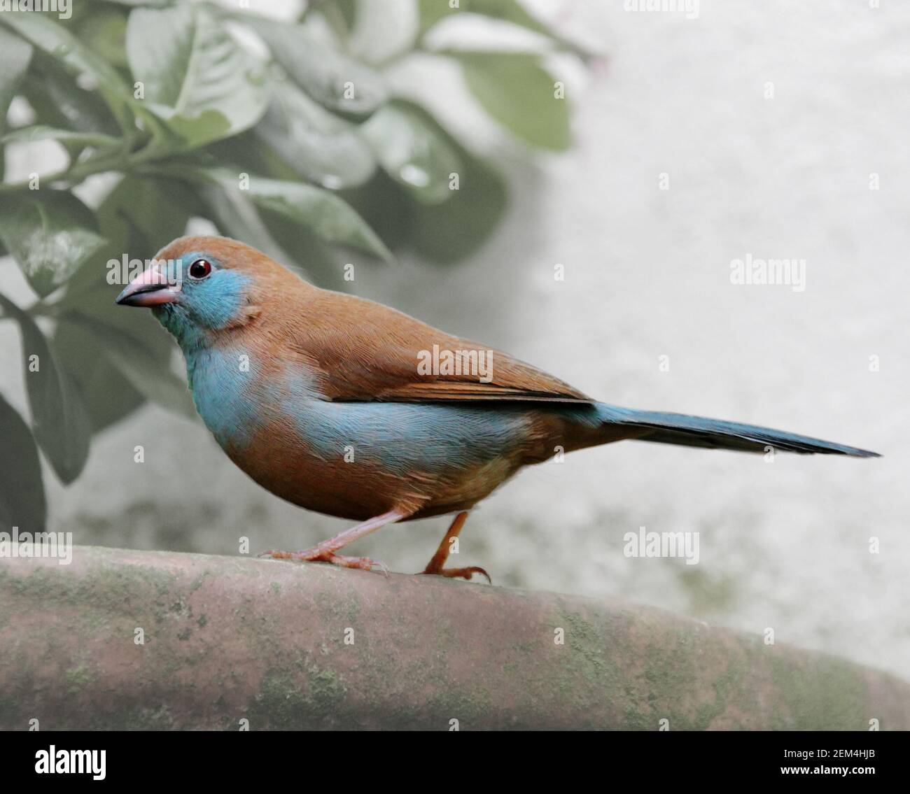 Uccello blu della becco di cera. Una finca decorativa in una voliera Foto Stock