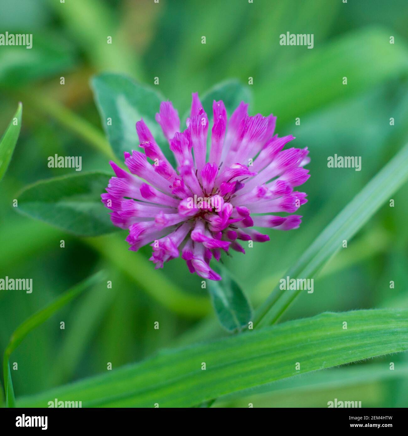 Un singolo fiore di un trifoglio rosso con dietro un fiore una foglia di trifoglio, c'è anche erba nell'immagine. Foto Stock