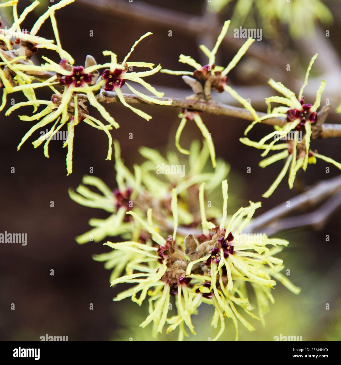 fiori di nocciolo di strega su un ramo Foto Stock
