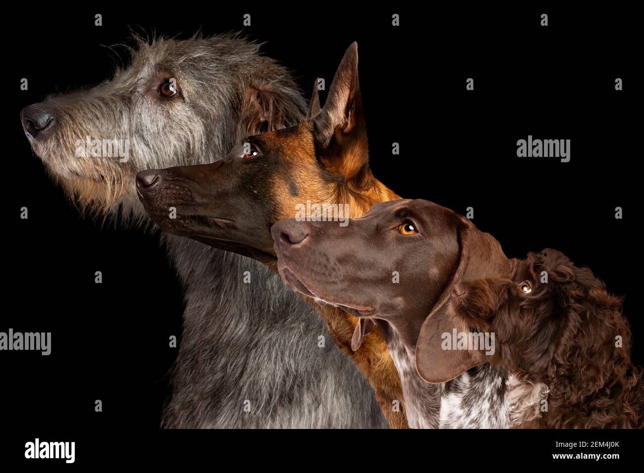 Vista laterale di gruppo ritratto di cane di razze diverse contro sfondo nero Foto Stock