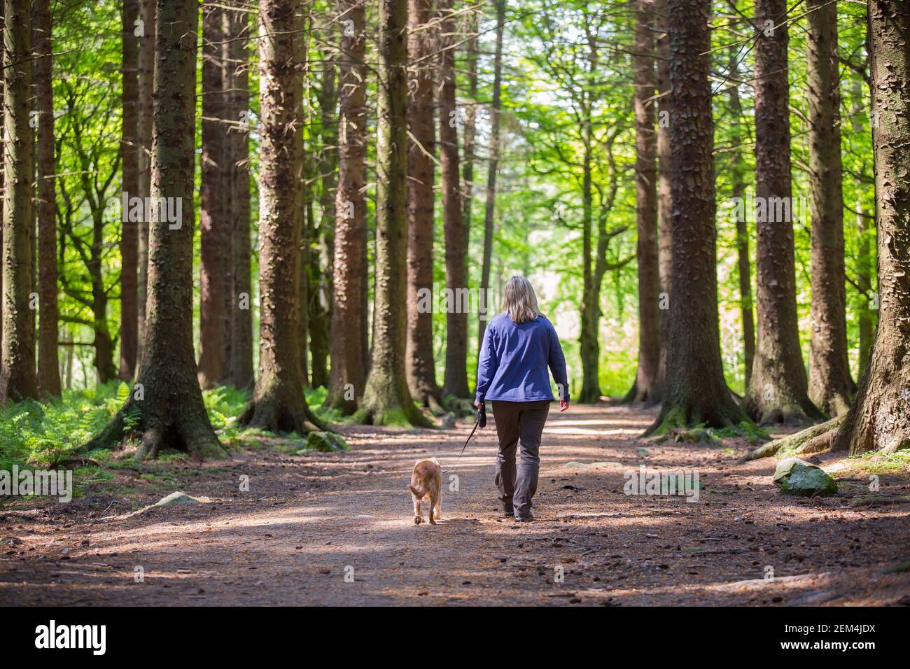 Un camminatore di cane che cammina nei boschi di Countesswells ad Aberdeen, Scozia Foto Stock