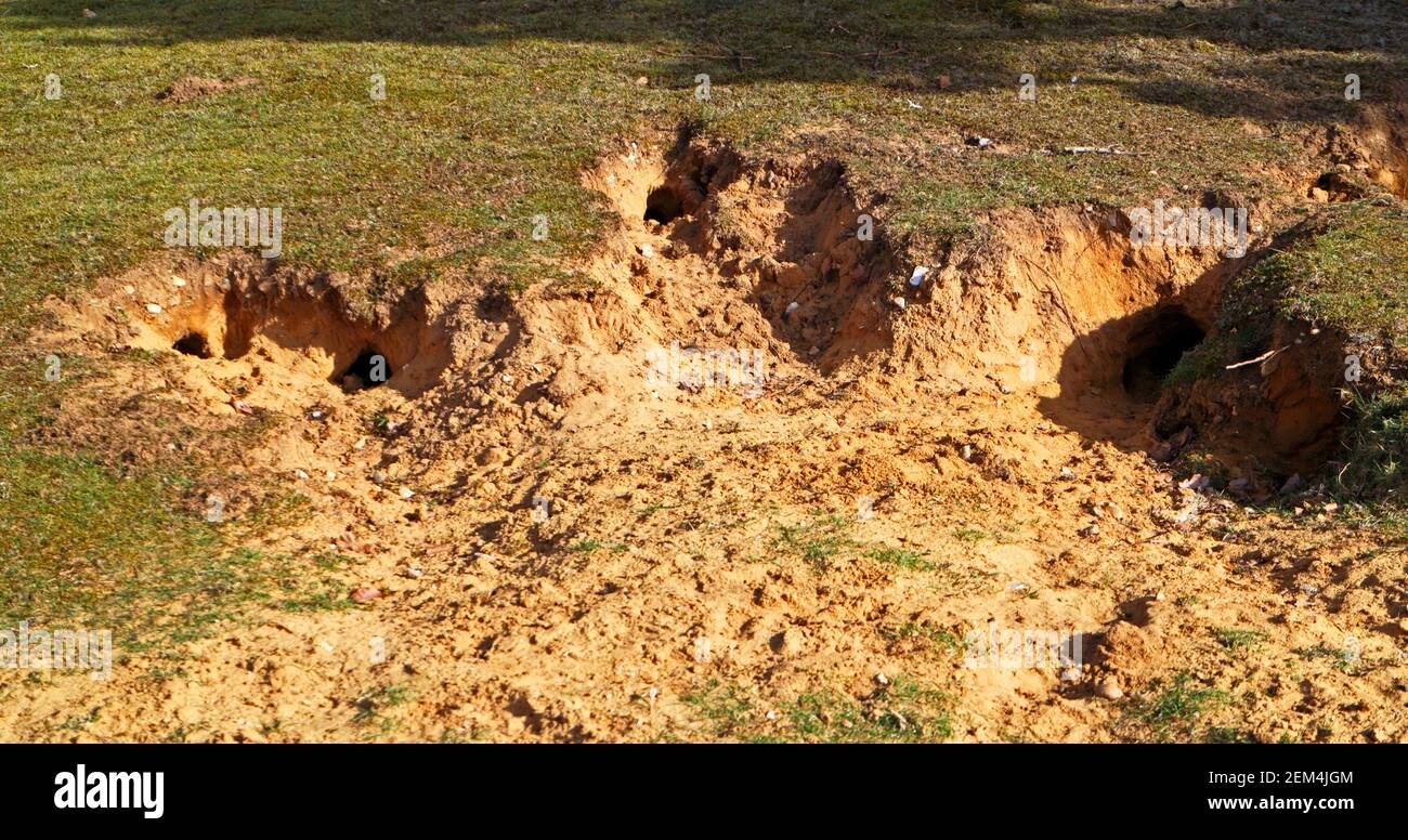 Una piccola verruca sulle praterie del coniglio diffuso, Oryctolagus cuniculus, a Drayton, Norfolk, Inghilterra, Regno Unito. Foto Stock