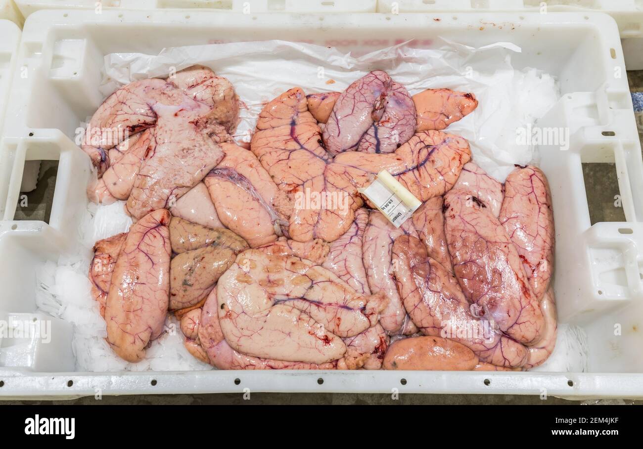 Uova di merluzzo appena sbarcate in scatole in un mercato del pesce Foto Stock