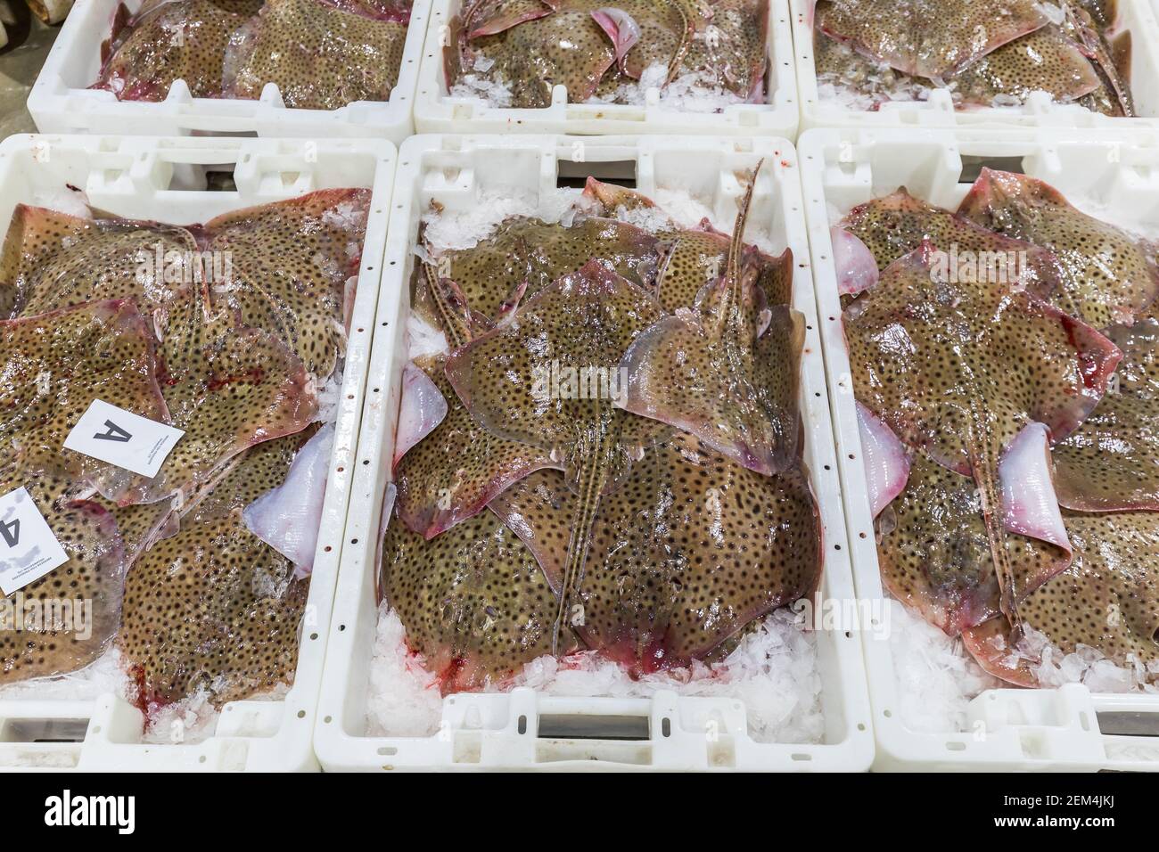 Pesce di raggio macchiato appena sbarcato in scatole in un mercato del pesce Foto Stock