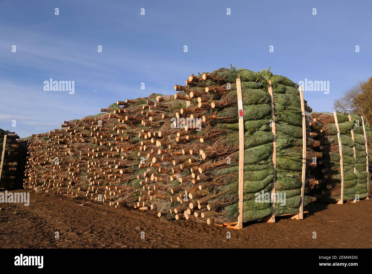Fattoria degli alberi di Natale con alberi di abete tagliati per i compratori Poco prima di Natale Foto Stock