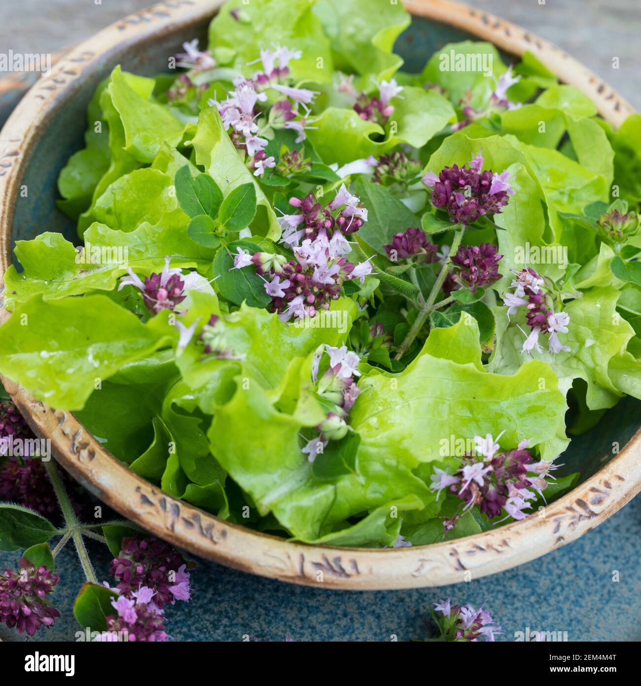 Salat mit Dost Blättern und Blüten, Kräutersalat, Echter Dost, Gemeiner Dost, Wilder Dost, Dost, Origanum vulgare, Oregano, oreganum, Marjoram selvatico, s Foto Stock
