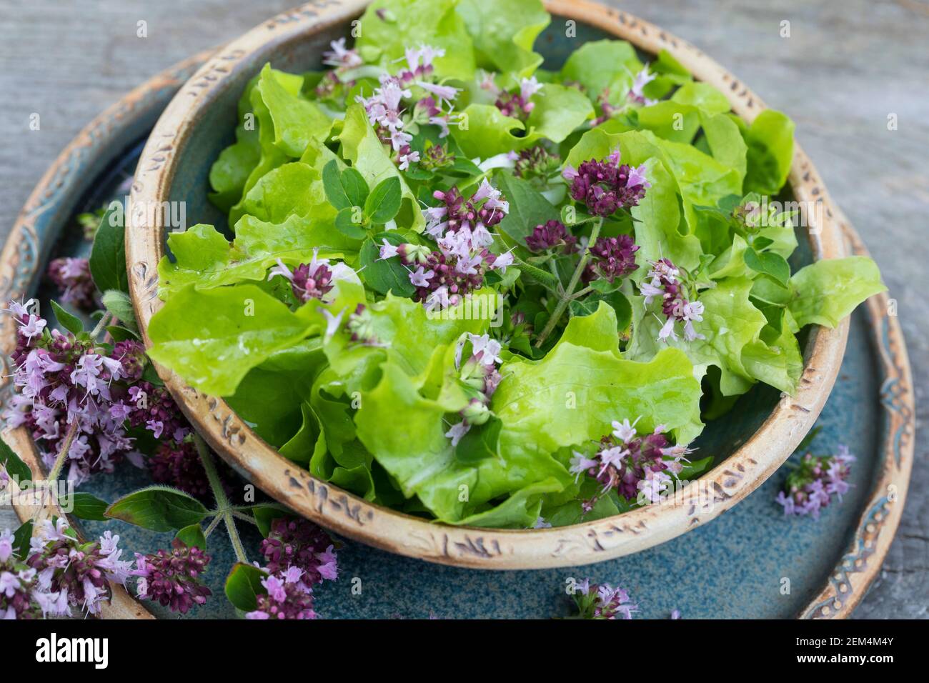 Salat mit Dost Blättern und Blüten, Kräutersalat, Echter Dost, Gemeiner Dost, Wilder Dost, Dost, Origanum vulgare, Oregano, oreganum, Marjoram selvatico, s Foto Stock