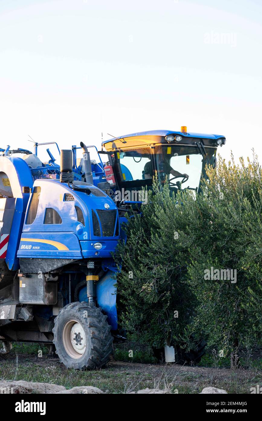 10.11.2016 Tudela, Navarra - Spagna. Raccolta delle olive con una macchina, per la campagna olio. Foto Stock